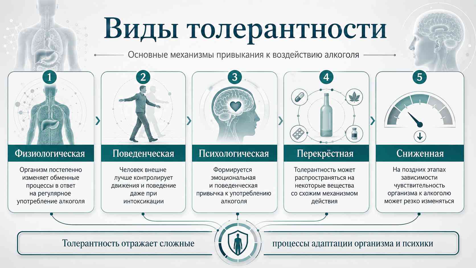 Виды толерантности — основные механизмы привыкания к воздействию алкоголя Инфографика о видах толерантности к алкоголю: физиологическая, поведенческая, психологическая, перекрёстная и сниженная формы адаптации организма и психики.